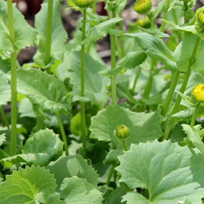 Doronicum orientale Little Leo (Follaje)