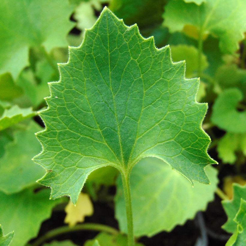 Doronicum orientale Magnificum (Follaje)