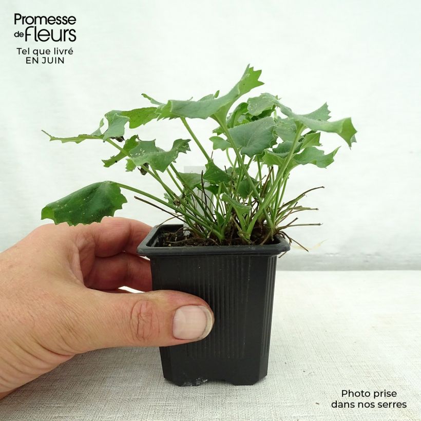 Ejemplar de Doronicum orientale Magnificum Maceta de 8/9 cm entregado en verano