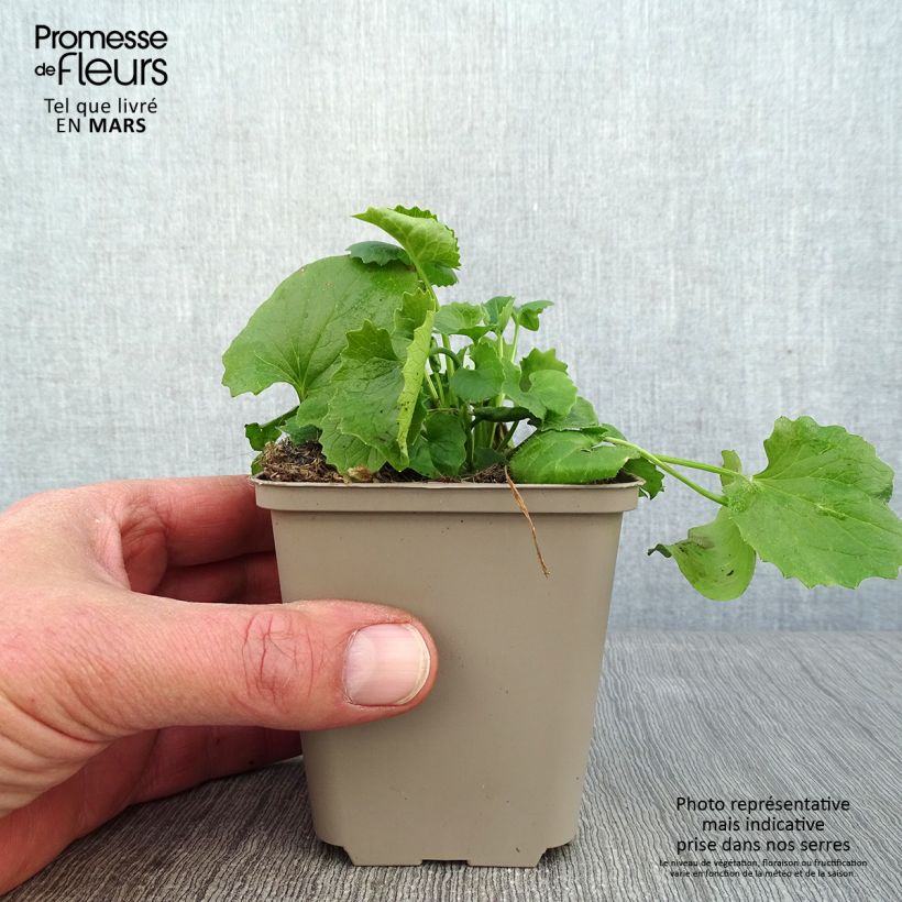 Doronicum orientale Magnificum Maceta de 8/9 cm Ejemplar entregado en invierno