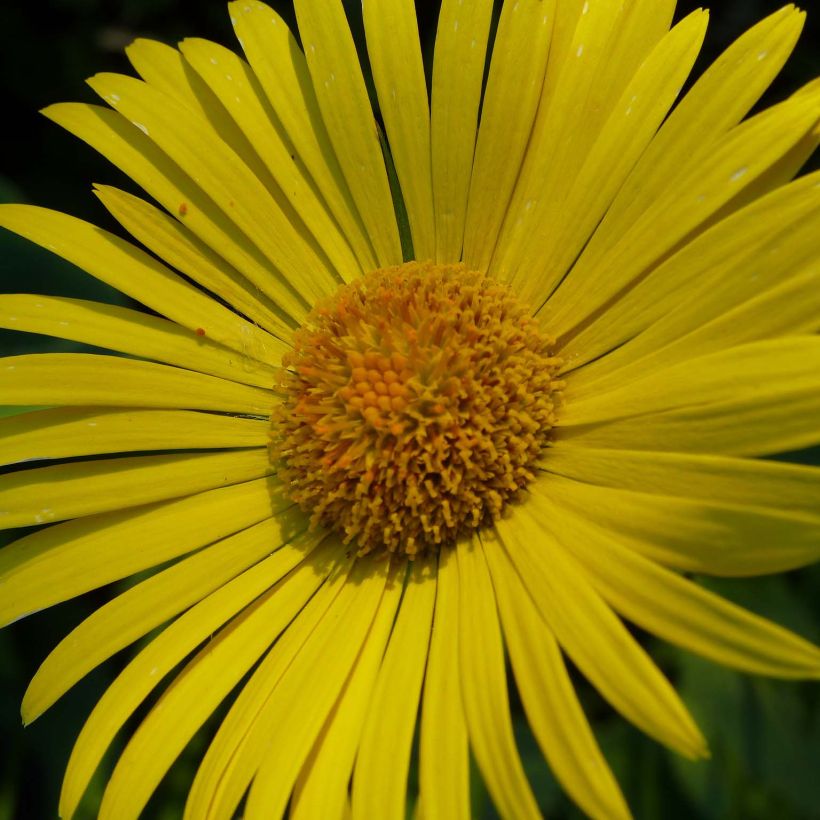 Doronicum plantagineum Excelsum (Floración)
