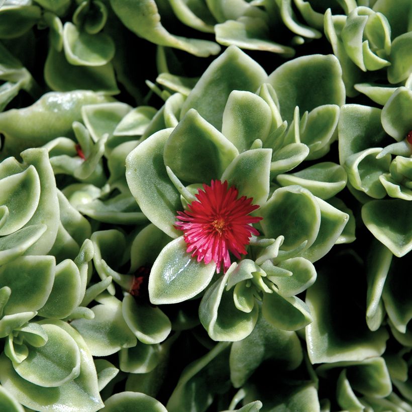 Mesembryanthemum Mezoo (Floración)