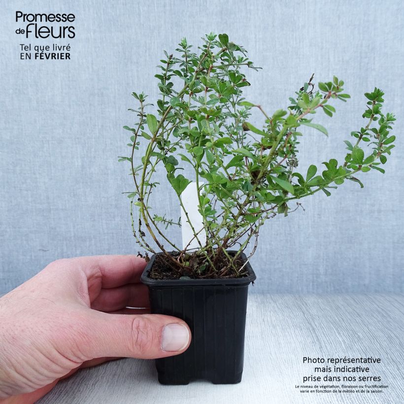 Dorycnium hirsutum - Aliaga erizada Maceta de 8/9 cm Ejemplar entregado en invierno