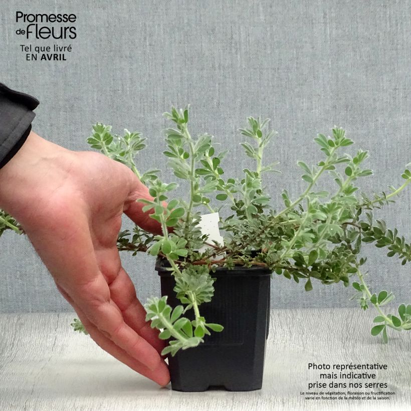 Dorycnium hirsutum - Aliaga erizada Maceta de 8/9 cm Ejemplar entregado en la primavera