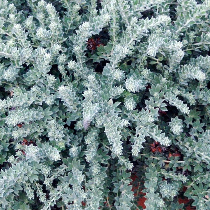 Dorycnium hirsutum Little Boy Blue (Follaje)