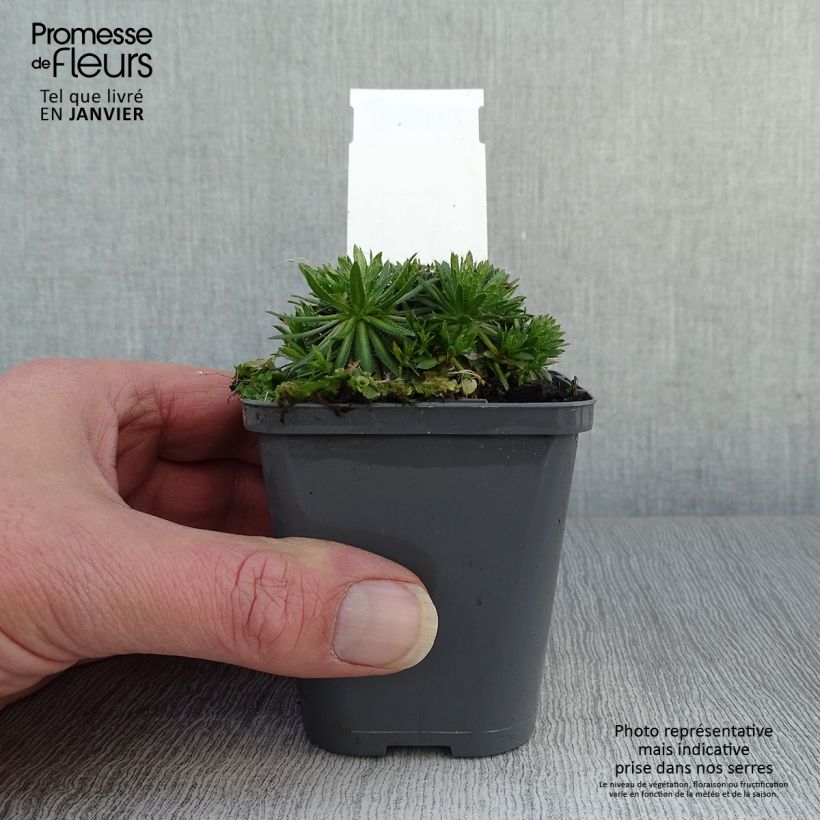 Draba sakurai Maceta de 8/9 cm Ejemplar entregado en invierno