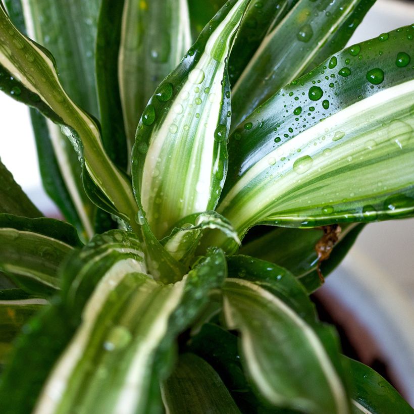 Dracaena Malaika (Follaje)