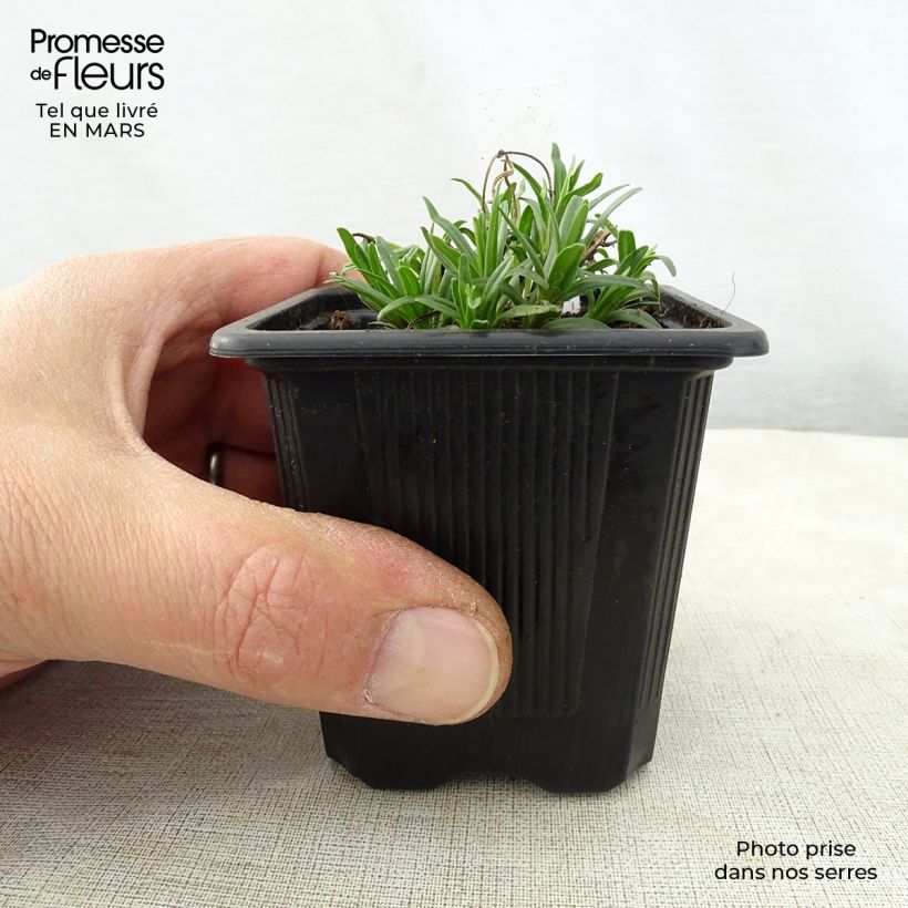 Dracocephalum ruyschiana - Dragón de Rusia Maceta de 8/9 cm Ejemplar entregado en la primavera