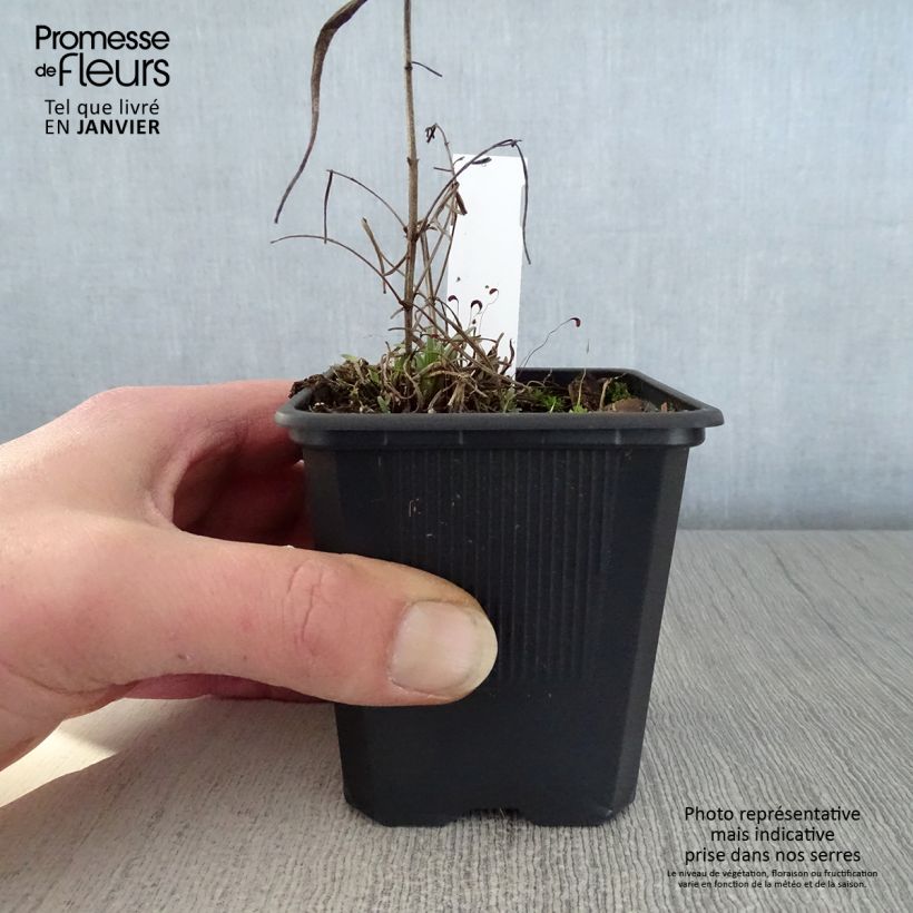 Dracocephalum ruyschiana - Dragón de Rusia Maceta de 8/9 cm Ejemplar entregado en invierno