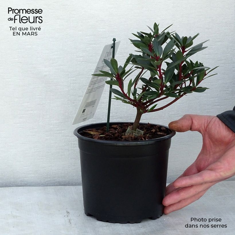 Drimys aromatica Red Spice Maceta 2L/3L Ejemplar entregado en la primavera