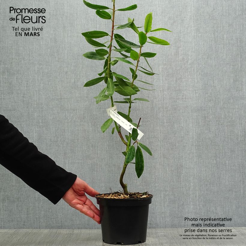 Drimys winteri - Canelo Maceta 3L/4L Ejemplar entregado en la primavera