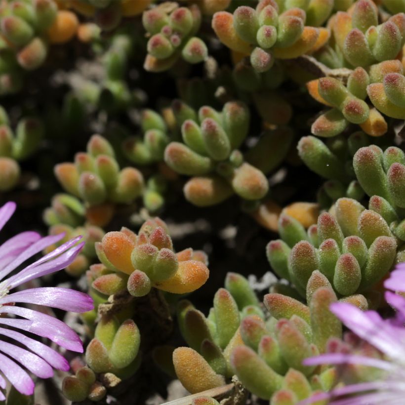Drosanthemum candens (Follaje)