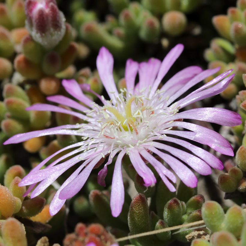 Drosanthemum candens (Floración)