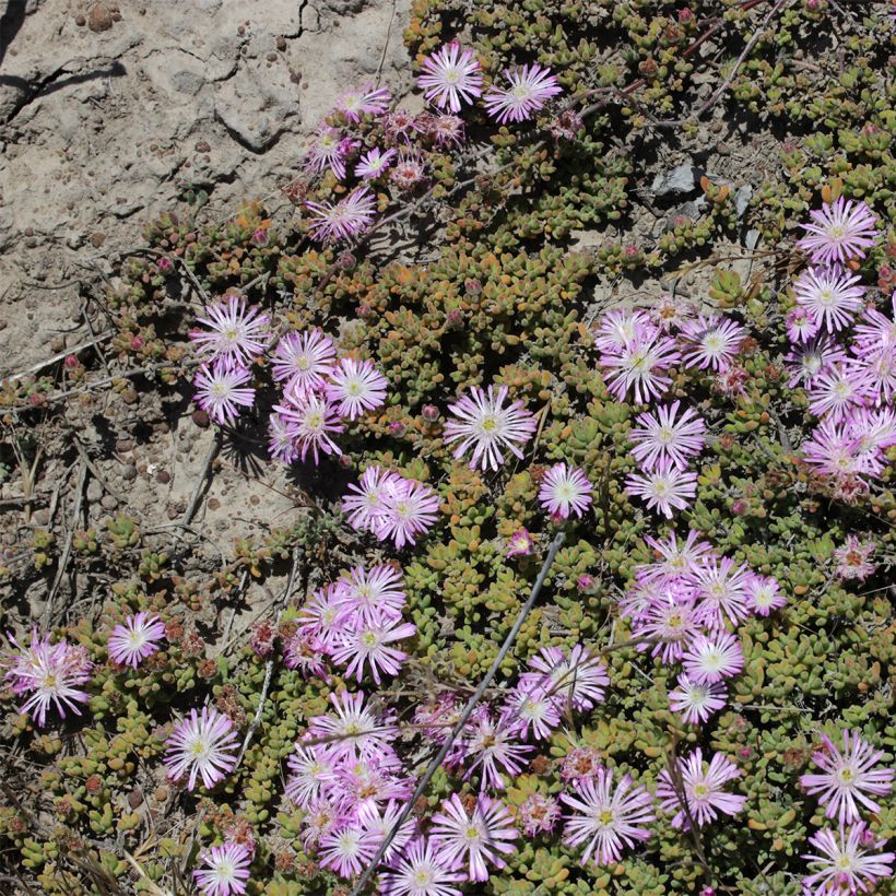 Drosanthemum candens (Porte)