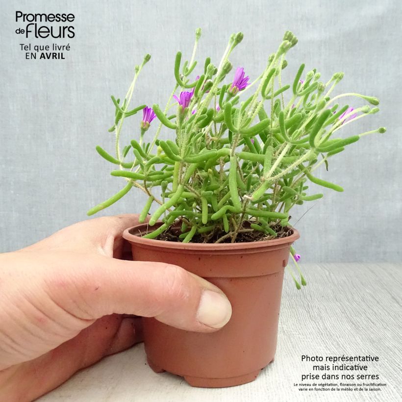 Drosanthemum candens Maceta de 8/9 cm Ejemplar entregado en la primavera