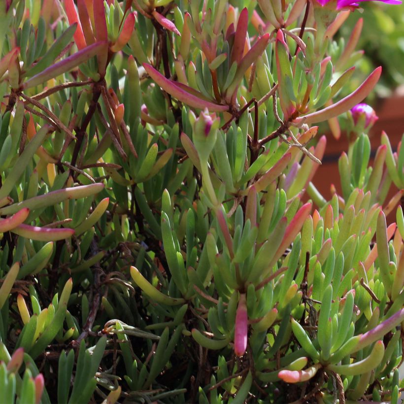 Drosanthemum hispidum - Rocío púrpura (Follaje)