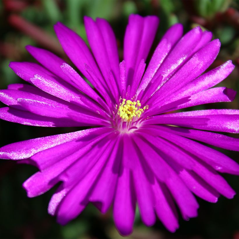Drosanthemum hispidum - Rocío púrpura (Floración)