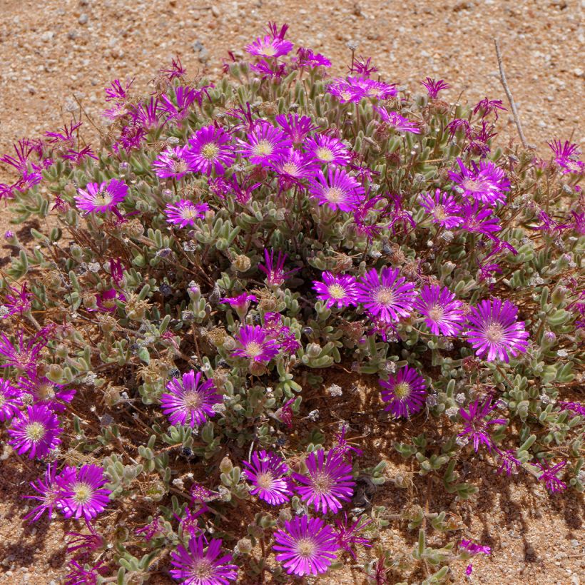 Drosanthemum hispidum - Rocío púrpura (Porte)