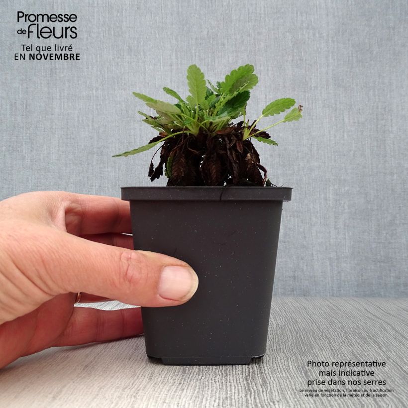 Ejemplar de Dryas suendermannii Maceta de 8/9 cm entregado en otoño