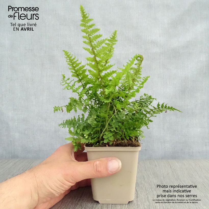Dryopteris affinis Crispa - Falso helecho macho Maceta de 8/9 cm Ejemplar entregado en la primavera