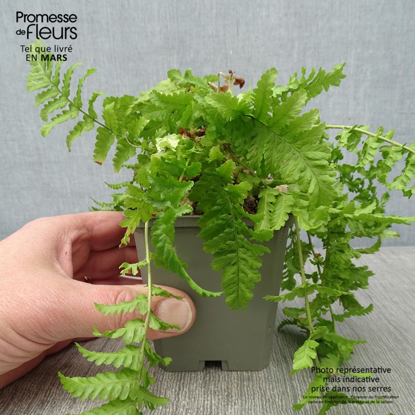 Dryopteris affinis Cristata - Falso helecho macho Maceta de 8/9 cm Ejemplar entregado en invierno