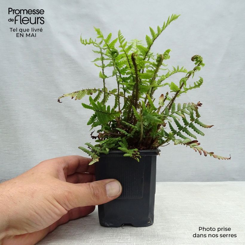Dryopteris affinis - Falso helecho macho Maceta de 8/9 cm Ejemplar entregado en la primavera