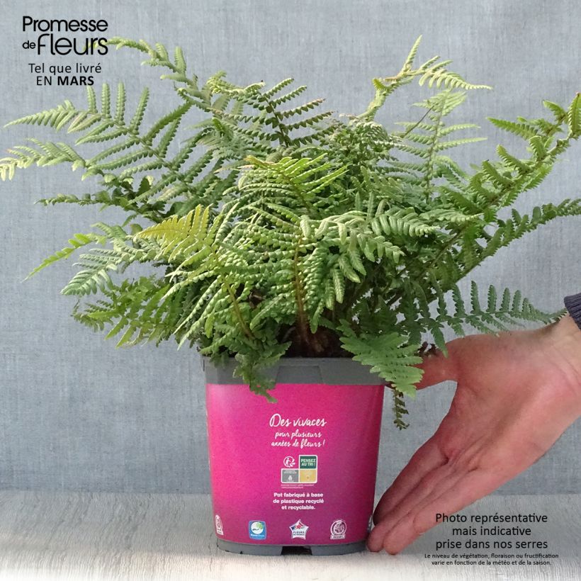 Dryopteris affinis - Falso helecho macho Maceta 2L/3L Ejemplar entregado en la primavera