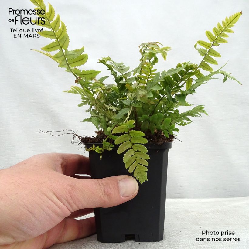 Dryopteris cycadina - Helecho Maceta de 8/9 cm Ejemplar entregado en la primavera