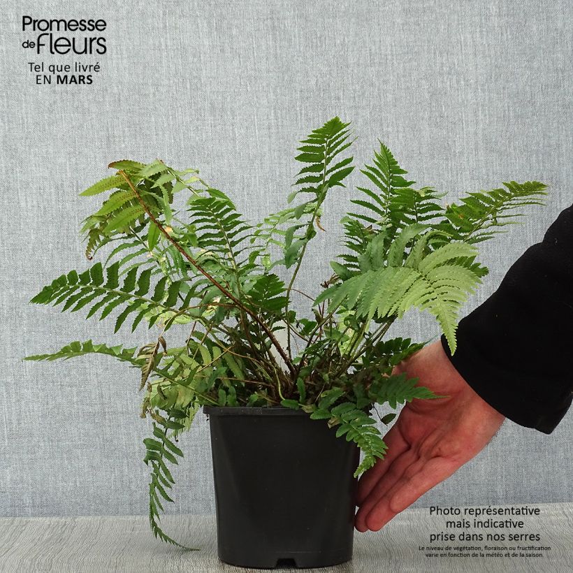 Dryopteris cycadina - Helecho Maceta 2L/3L Ejemplar entregado en invierno