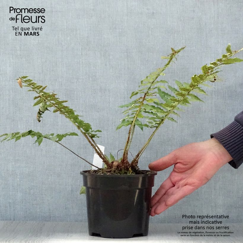 Dryopteris cycadina - Helecho Maceta 2L/3L Ejemplar entregado en la primavera