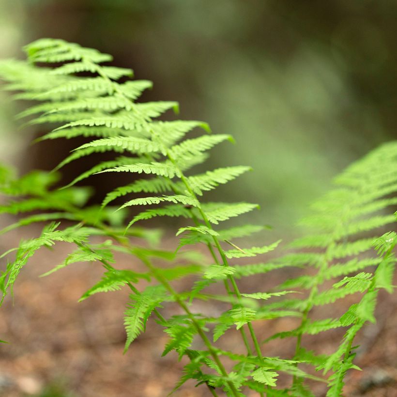 Dryopteris carthusiana - Helecho cartujo (Follaje)