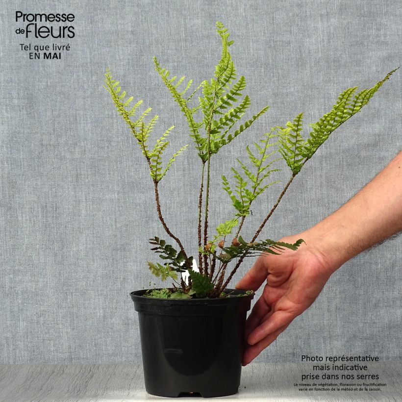 Dryopteris championii - Helecho Maceta 2L/3L Ejemplar entregado en la primavera