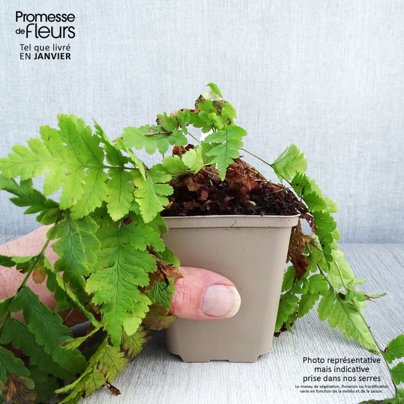 Dryopteris clintoniana - Helecho Maceta de 8/9 cm Ejemplar entregado en invierno