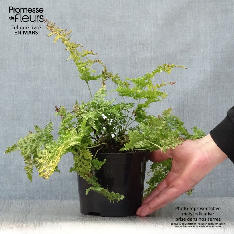 Dryopteris dilatata Crispa Whiteside - Helecho macho dilatado Maceta 2L/3L Ejemplar entregado en la primavera