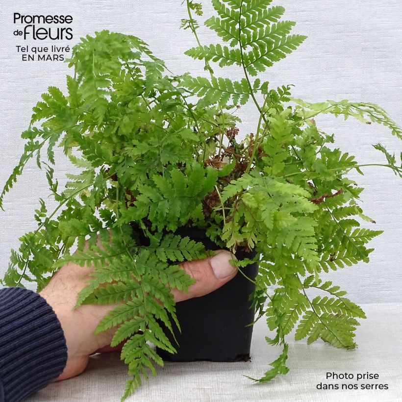 Dryopteris dilatata - Helecho macho dilatado Maceta de 8/9 cm Ejemplar entregado en la primavera