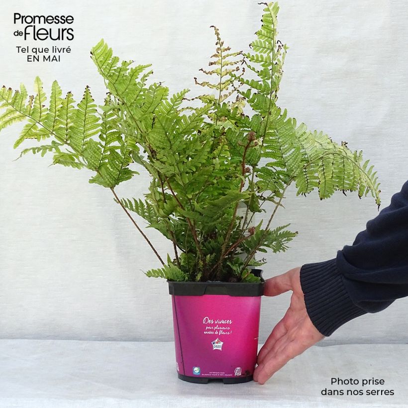 Dryopteris erythrosora - Helecho macho de sori rojos Maceta 2L/3L Ejemplar entregado en la primavera