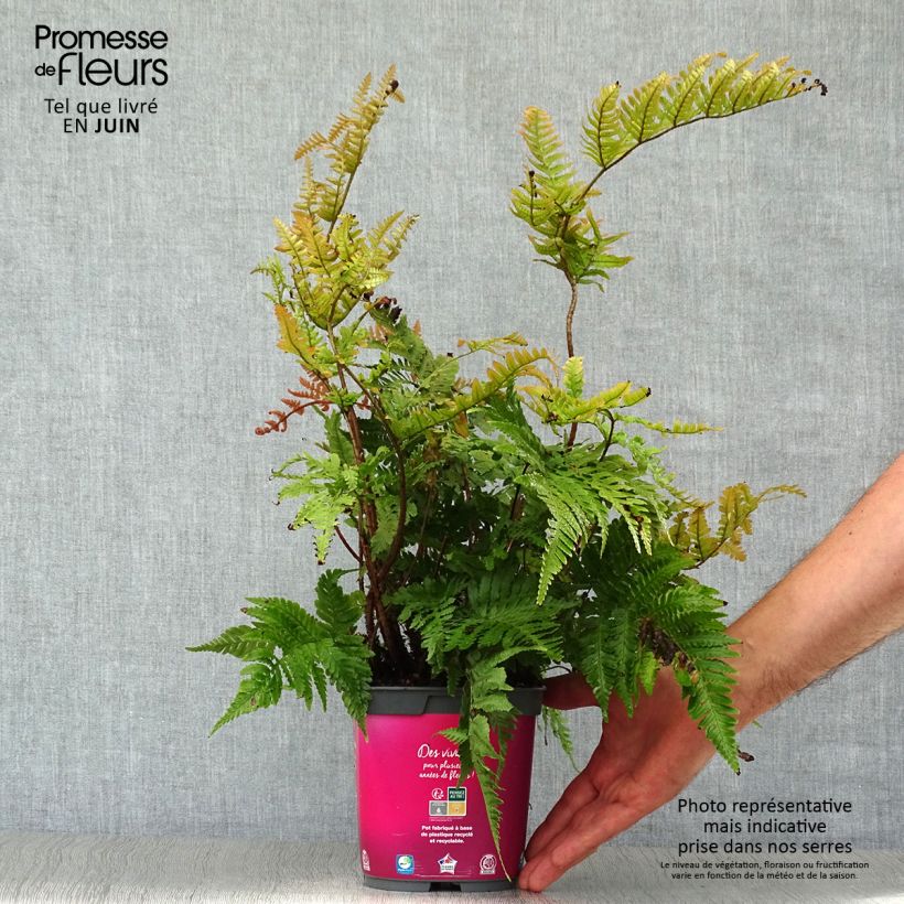 Ejemplar de Dryopteris erythrosora - Helecho macho de sori rojos Maceta 2L/3L entregado en verano
