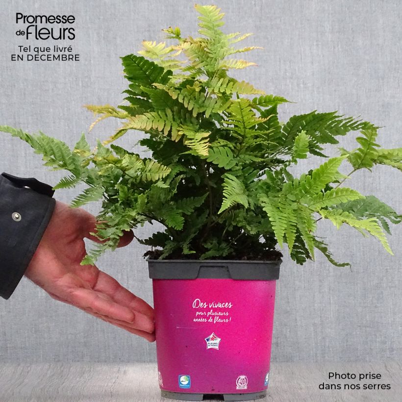 Dryopteris erythrosora - Helecho macho de sori rojos Maceta 2L/3L Ejemplar entregado en invierno