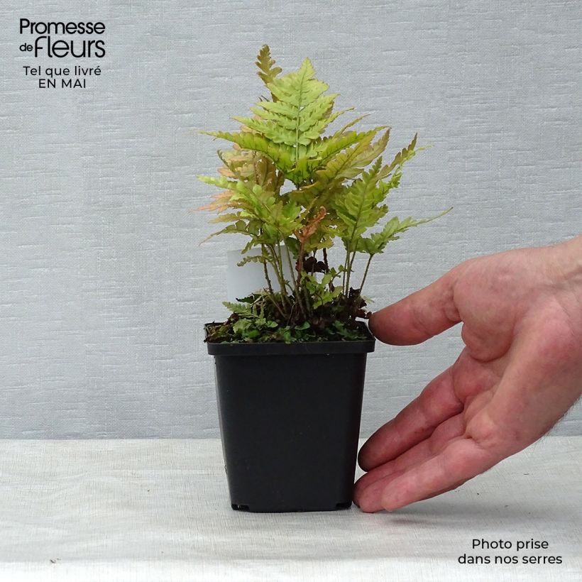 Dryopteris erythrosora - Helecho macho de sori rojos Maceta de 8/9 cm Ejemplar entregado en la primavera