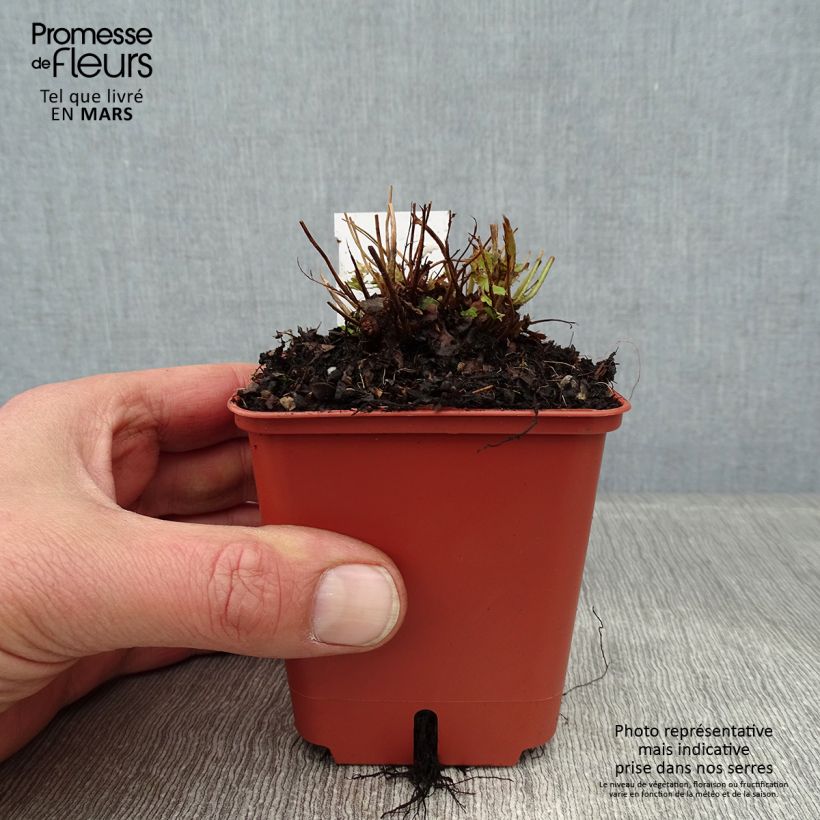 Dryopteris erythrosora Prolifica - Helecho macho de sori rojos Maceta de 8/9 cm Ejemplar entregado en invierno