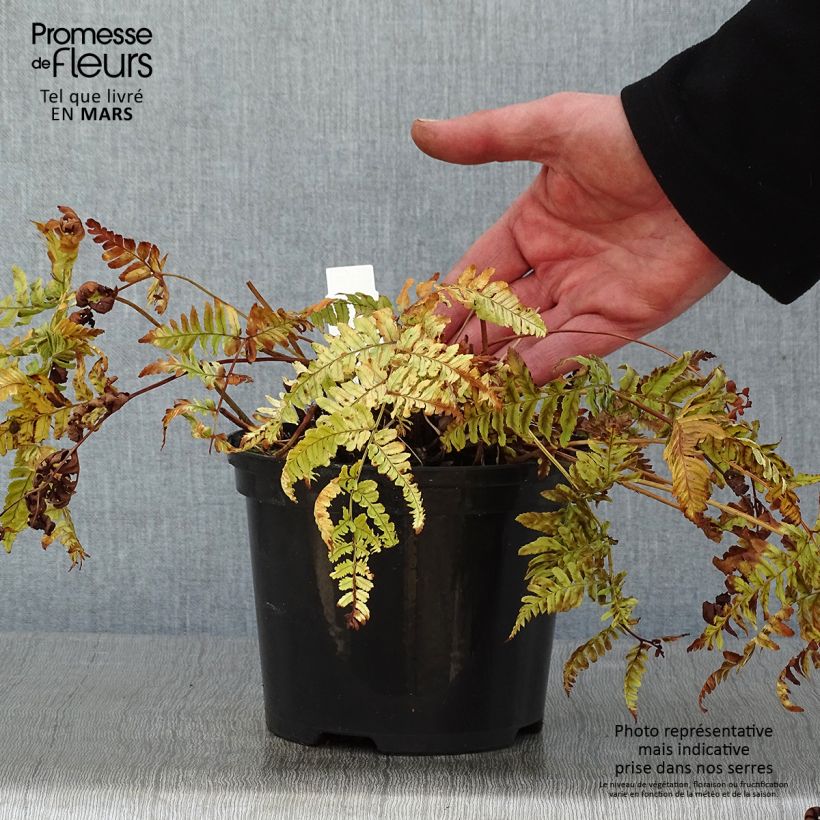 Dryopteris erythrosora Prolifica - Helecho macho de sori rojos Maceta 2L/3L Ejemplar entregado en invierno
