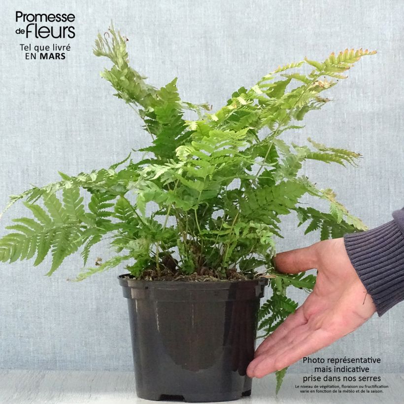 Dryopteris erythrosora Prolifica - Helecho macho de sori rojos Maceta 2L/3L Ejemplar entregado en la primavera
