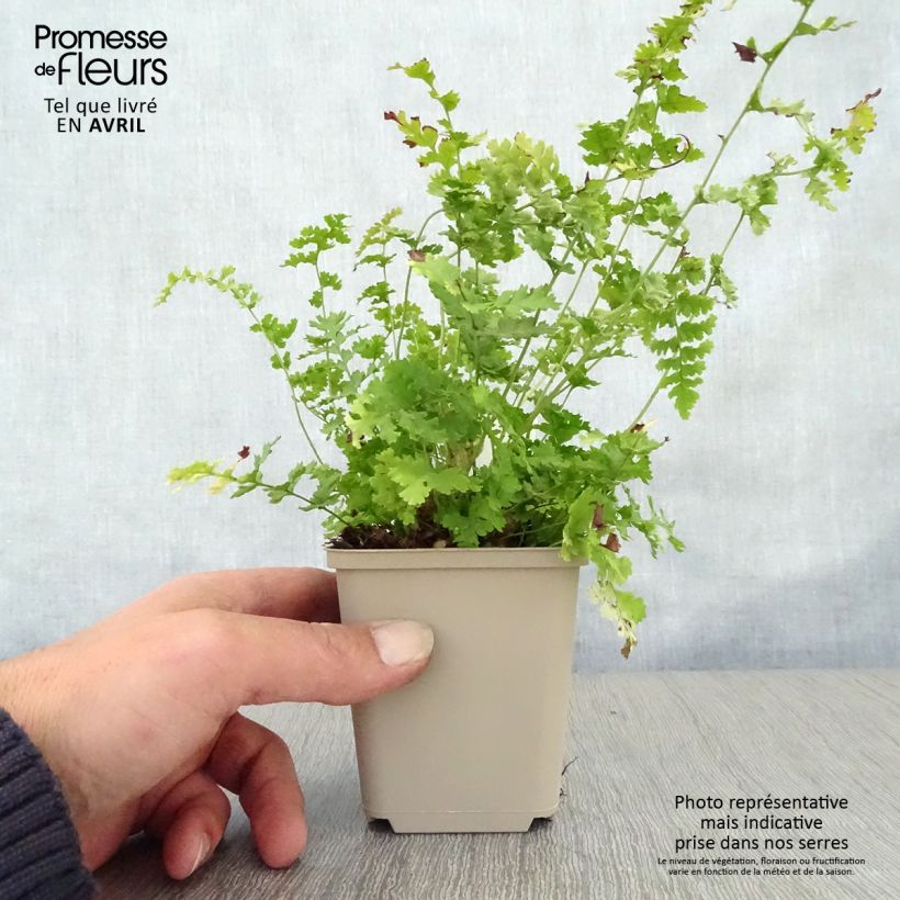 Dryopteris filix-mas Barnesii - Helecho macho común Maceta de 8/9 cm Ejemplar entregado en la primavera