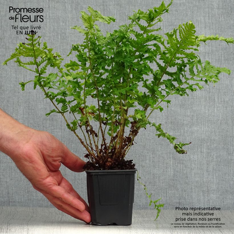Ejemplar de Dryopteris filix-mas Crispa Cristata - Helecho macho común Maceta de 8/9 cm entregado en verano