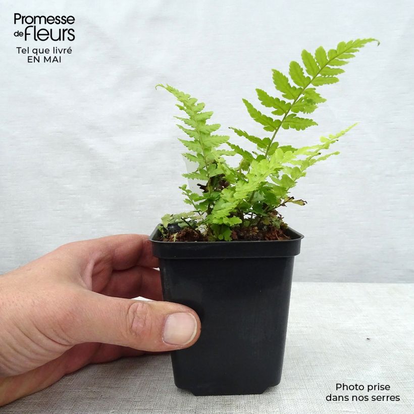 Dryopteris filix-mas - Helecho macho común Maceta de 8/9 cm Ejemplar entregado en la primavera