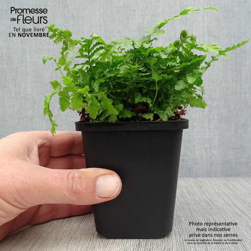 Ejemplar de Dryopteris filix-mas - Helecho macho común Maceta de 8/9 cm entregado en otoño