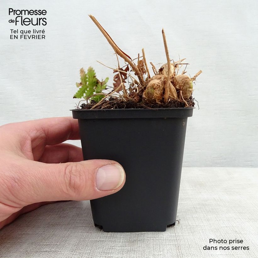 Dryopteris goldieana - Helecho Maceta de 8/9 cm Ejemplar entregado en invierno