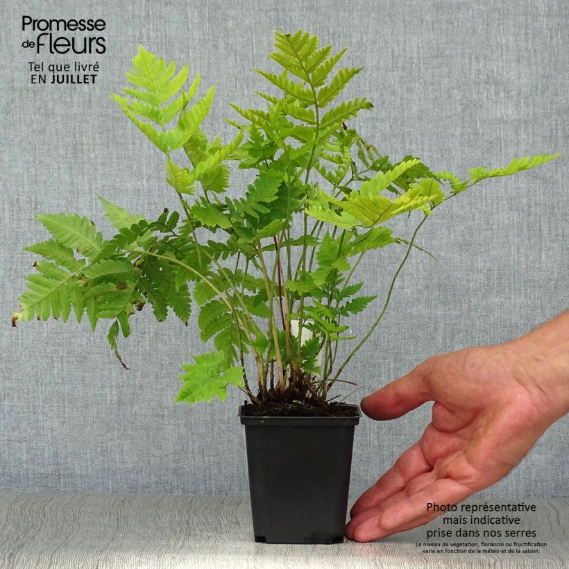 Ejemplar de Dryopteris goldieana - Helecho Maceta de 8/9 cm entregado en verano