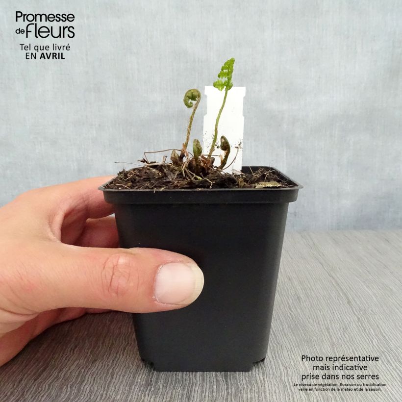 Dryopteris goldieana - Helecho Maceta de 8/9 cm Ejemplar entregado en la primavera