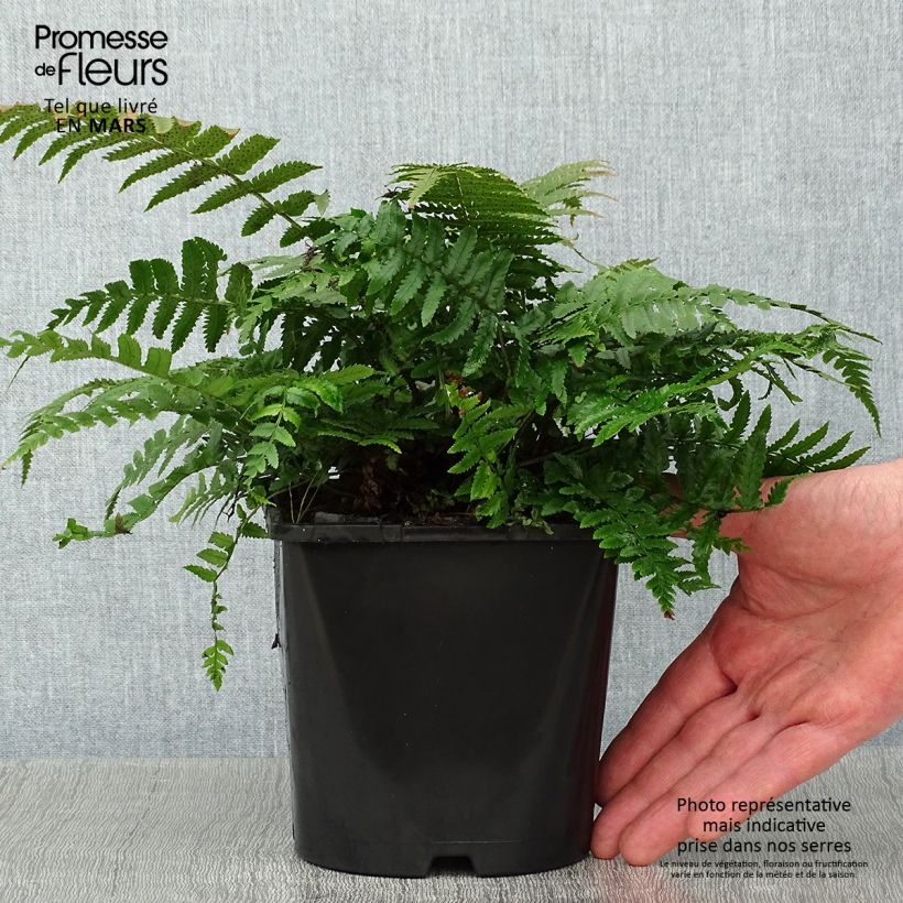 Dryopteris kuratae - Helecho Maceta 2L/3L Ejemplar entregado en invierno